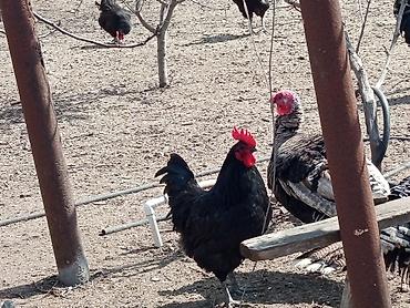 Toyuqlar: Toyuq, Australorp, Damazlıq, Ünvandan götürmə — 8