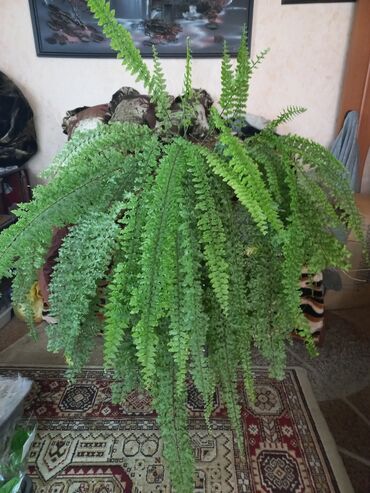 Комнатные растения: В продаже детки нефролеписа Доссада, отвечаю на вацап
