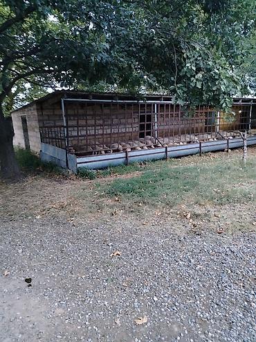 Kənd təsərüfatı heyvanları üçün digər mallar: Ferma/təsərrüfat kompleksi - Heyvandarlıq üçün tikili və açıq — 1