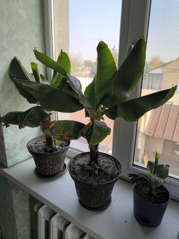 цена банана в бишкеке: Продаю бананы, банановое дерево, карликовый банан. Цены 1000 и 500 сом