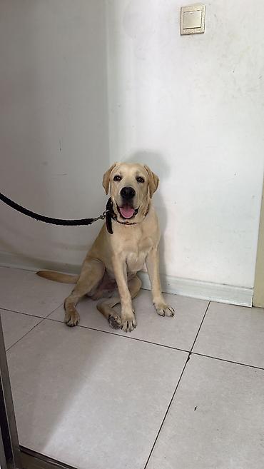 i̇tler: Labrador-retriver, 6 ay, Erkək, Peyvəndli — 1