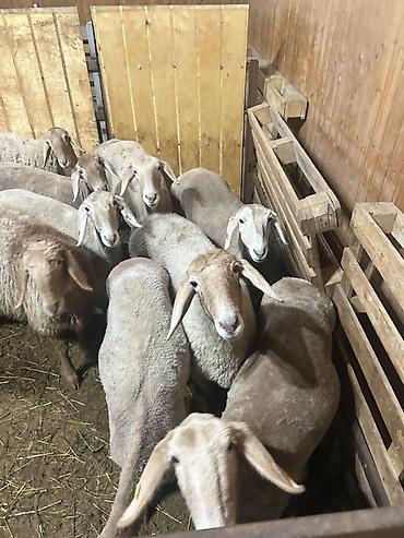 Баран, овца: Продаю | Овца (самка) | Для разведения | Ярка — 8