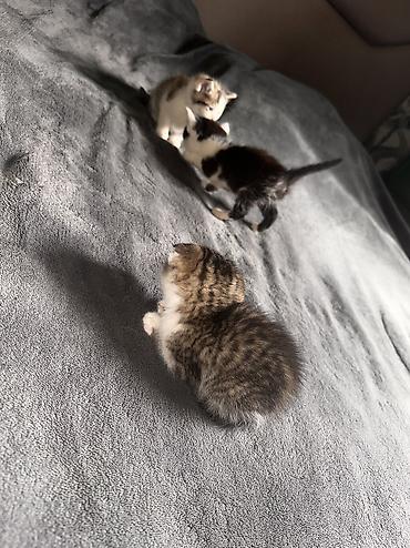 кошке: Отдам котят в хорошие руки. Их Мать превосходный охотник на мышей и — 3