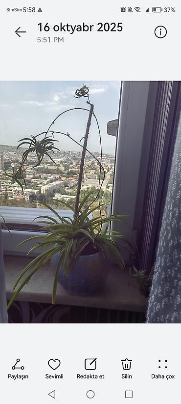 Otaq bitkisi – xlorofitum (Spider Plant) və eyni dibçəktə dayaqla