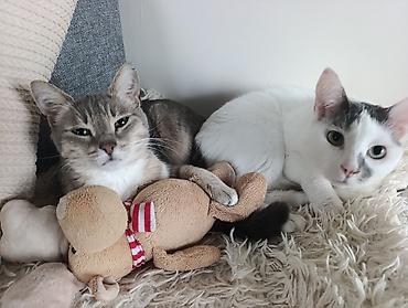 Другие услуги: 🐾 Лапки под присмотром — забота, как для своих.🐾 Я няня для ваших — 3