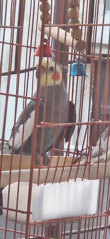 korella tutuquşu: Nymph papuqay (cockatiel) – boz-ağ bədən, krem-sarı baş və xasiyyətvi — 1