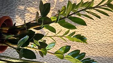 Ostale kućne biljke: Zamija, velika biljka, 80 centimetara visina sa prve slike je 2000 — 1