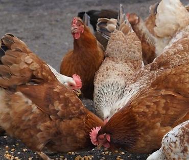 Куры: Yumurta və ətliklik üçün ev quşları – müxtəlif rəng və cinslər — 1