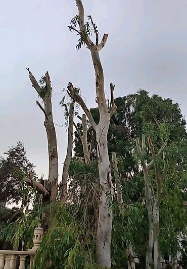 Ландшафтные работы: 🌴Peşəkar ağac budama və təhlükəsiz kəsim xidməti 🌲- Həyətyanı — 3