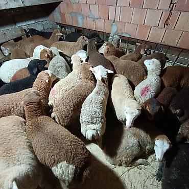 Quzu: Salam aleyküm dişi quzlar205 mantda kom 14 quzdu dişller. erkey — 13