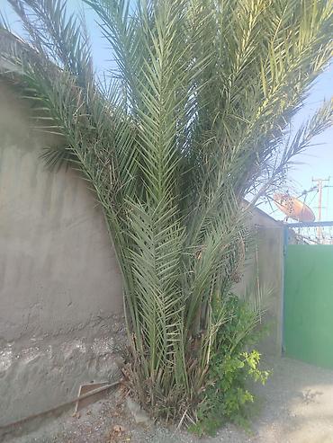 tebii yolka agaclari: Xurma ağacı (Phoenix dactylifera) – həyət və bağ sahələri üçün — 1