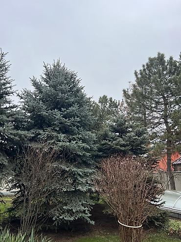 Ель: Высота 3-7 метров — 5