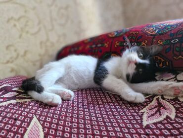 наполнитель для кошек: 3 месяца, Девочка, Приучена к лотку, Проглистована