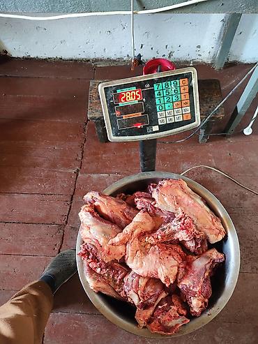 симентал цена: Продается мясо, эт, продаю, баранина 550сом — 2