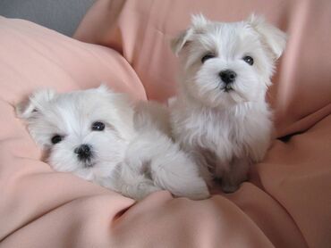 Psi: , Von House Petronijevic Ub, odgajivačnica FCI 5708. Maltezer mini — 1