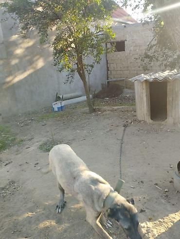 kangal satilik: Kanqal, 9 ay, Dişi — 5