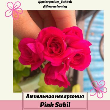 пеларгония in Кыргызстан | ДРУГИЕ КОМНАТНЫЕ РАСТЕНИЯ: Розебудные пеларгонии

Пеларгонии ампельные

Герани розочками