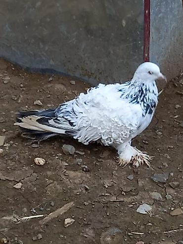 heyvan yemlərinin satışı: Salam sağlam heyvanlardi cutu 60 m — 4