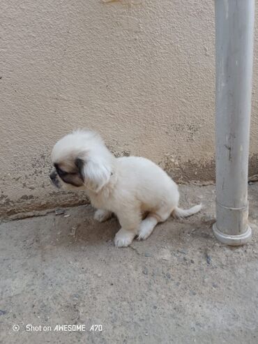 itlerin cütləşməsi: Pekines, 1 ay, Erkek