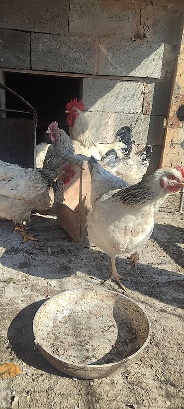 Куры, петухи: Продаю | Куры | Несушки — 13
