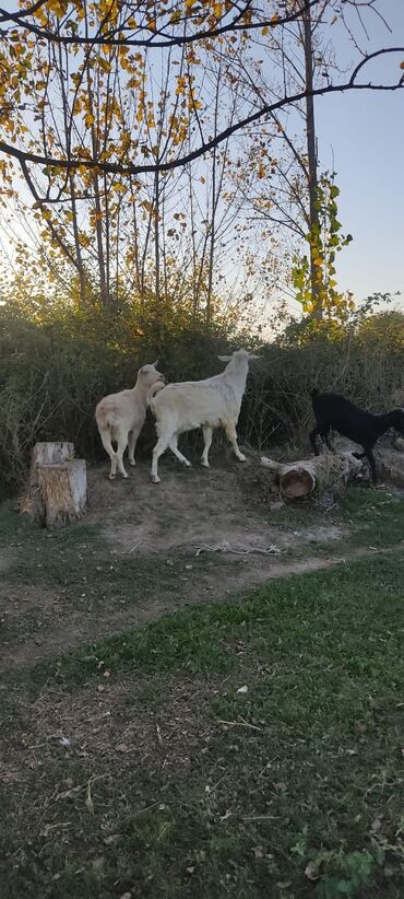 Keçi, çəpiş: 2 təkə 42 ədəd dişi kecilər var Təkəsini alib hamisi bogazdi kom — 3