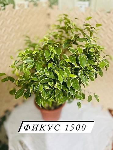 Антуриумы: Комнатные декоративные растения в горшках: - Антуриум (красные — 11