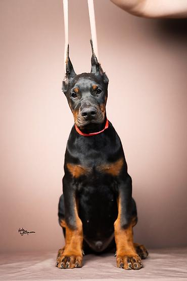 obuca ps: NA PRODAJU STENAD DOBERMANA IZ ODGAJIVACNICE: HEAVENLY WARRIOR — 1