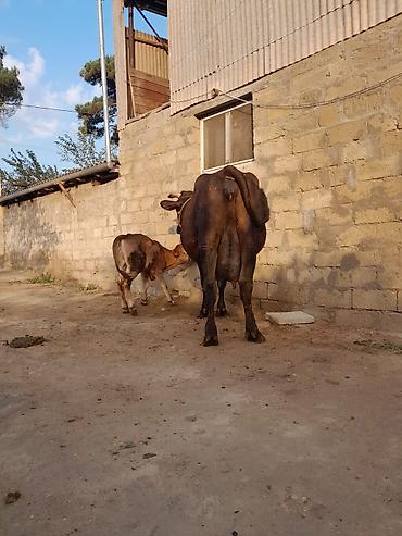 draxtar dog: 22 litir sud verir 3 qarni 2 aydi dogdugu — 4