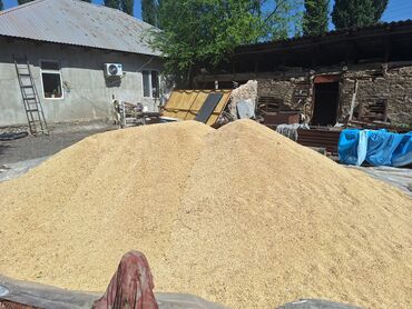 продажа щенков немецкой овчарки с документами в бишкеке: Арпа сатылат 22