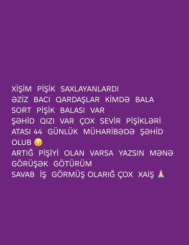 отдам в хорошие руки породистых котят: Elan: Bala pişik axtarılır Məzmun: - Bala və ya sort (cins) pişik