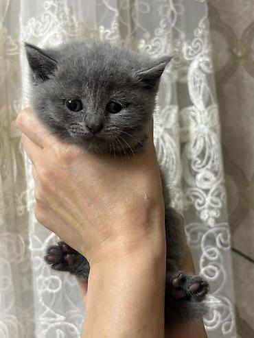 бесплатные котята в душанбе: Британская, В добрые руки, Самовывоз, Бесплатная доставка, Платная доставка — 8