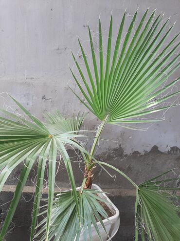 дом растение пальма: Вашингтония, комнатное растение,экзотическое