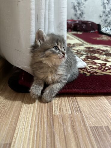 Отдам даром кошку: Кошка даром: Скотиш Страйт (Шотландская прямоухая), 2 месяца, Мальчик, Приучена к лотку