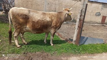 швицкая карова: Продаю | Корова (самка) | Алатауская | Для разведения, Для молока | Племенные, Стельные
