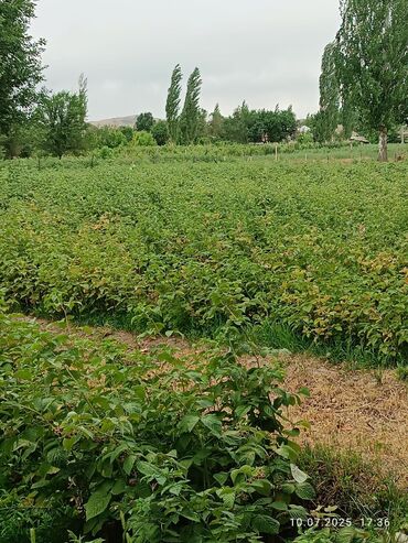 продаю участок с кок жар: 35 соток, Бизнес үчүн, Кызыл китеп