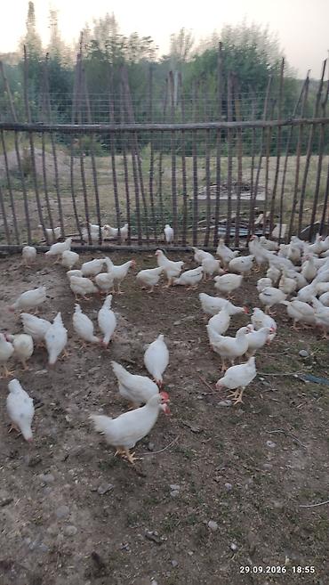 Продам с/х животных: Продаю | Куры | Хай-Лайн Соня Грей | На забой — 1