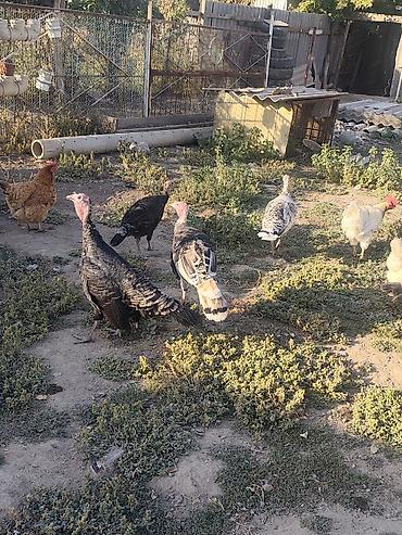 Продам с/х животных: Индюки 7-8 месяцев — 2