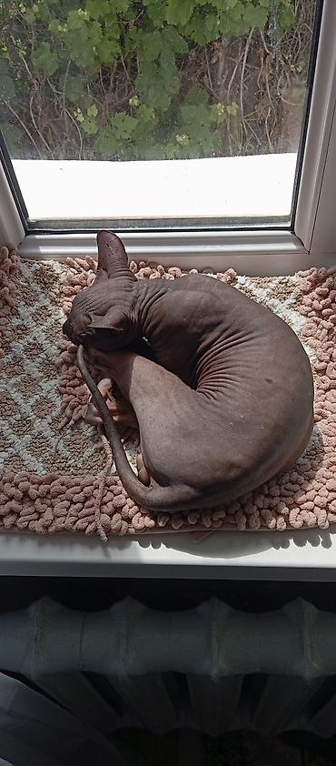 кошки свинкс: Вязка: Сфинкс, Мальчик, 4 года, С прививками, Шоколадный — 1