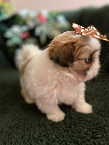Psi: Prelepi Shih Tzu štenci iz registrovane FCI/KSS odgajivačnice „Moon — 3