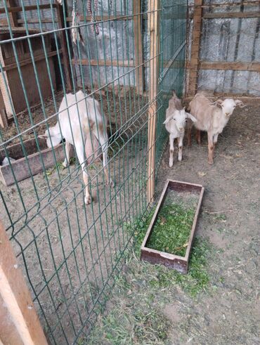 Козы, козлы: Продаю | Коза (самка), Козлёнок | Зааненская | Для молока