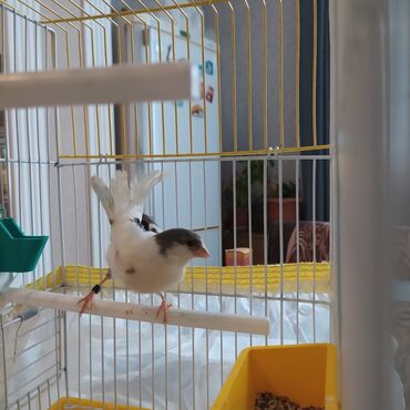 домики для кошек баку: Bulbul 1.5 yash erkek
Real alici elaqe saxlasin