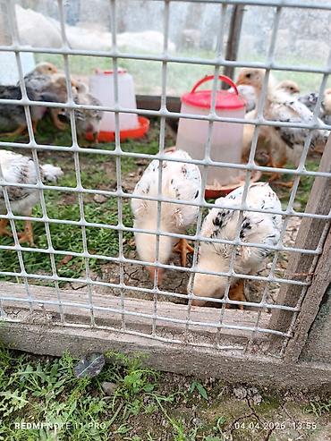 Cücələr: Toyuq cücələri, Ətlik, Ünvandan götürmə — 10