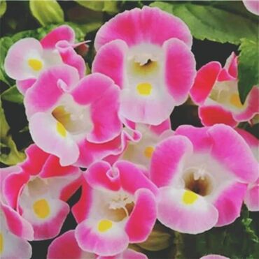 Semena i sadnice: Cena 650din / 5semenki — 6