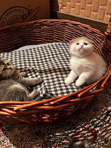 Pişiklər: Britan — 1