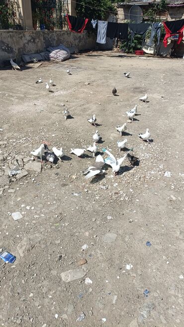İtlər: 5. 10. 15