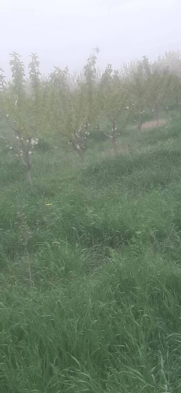 mahrasa bagi: 60 sot, Kənd təsərrüfatı, Mülkiyyətçi, Kupça (Çıxarış)