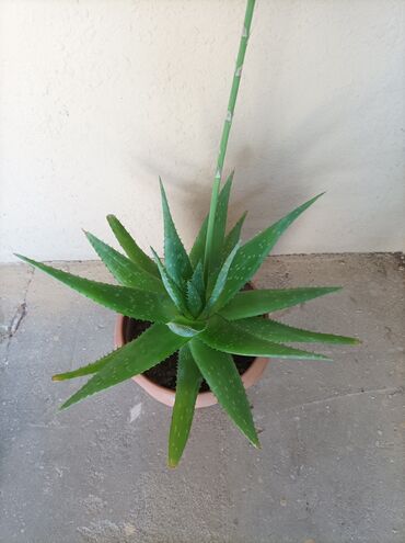 алоэ вера купить: Aloe vera.3 növdə var
