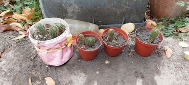 Кактусы: Дети кактуса по 100 сом