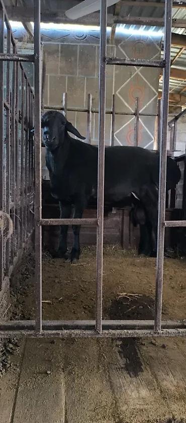 Баран, овца: Продаю | Баран (самец) | Для разведения | Племенные — 4