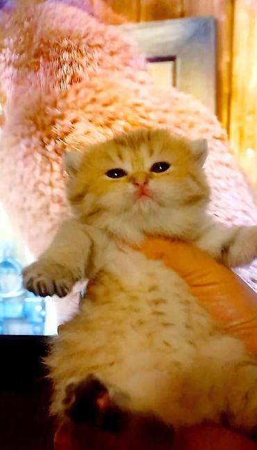 Pişiklər: Qızıl şinşilla, Erkək — 4